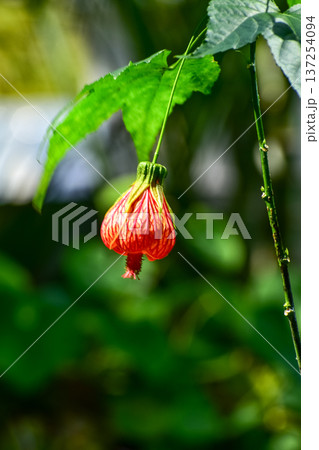 Close-up of Abutilon pictum with sunlight in the garden. Red flowers in rural. Flower and plant. 137254094