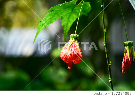 Close-up of Abutilon pictum with sunlight in the garden. Red flowers in rural. Flower and plant. 137254095