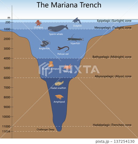Mariana Trench Depth Zones and Marine Life vector Mariana Trench Depth Zones and Marine Life vector 137254130