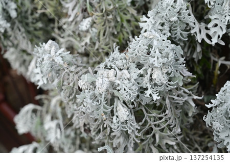 シロタエギク（キク科）キオン属 137254135