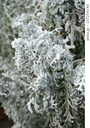 シロタエギク（キク科）キオン属 137254148