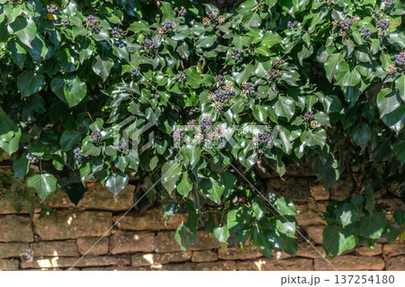 Poet ivy or climbing ivy with ripe berries that are toxic to humans but a treat for many birds, hedera helix 137254180