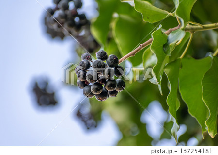 Poet ivy or climbing ivy with ripe berries that are toxic to humans but a treat for many birds, hedera helix Poet ivy or climbing ivy with ripe berries that are toxic to humans but a treat for many birds, hedera helix 137254181