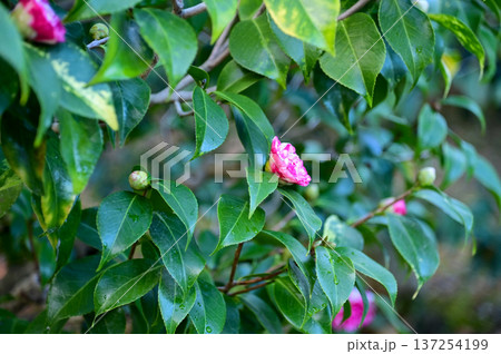 Pink and white Japanese camellia in garden with green leaves. Pink flowers in rural. Flower and plant. 137254199