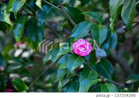Pink and white Japanese camellia in garden with green leaves. Pink flowers in rural. Flower and plant. 137254200