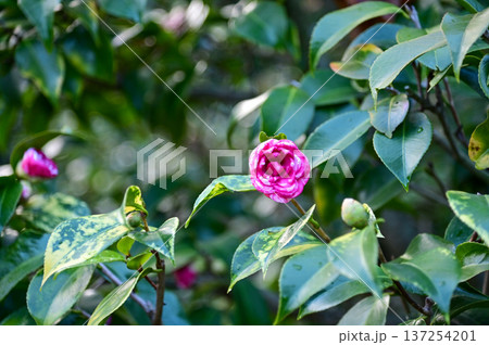 Pink and white Japanese camellia in garden with green leaves. Pink flowers in rural. Flower and plant. Pink and white Japanese camellia in garden with green leaves. Pink flowers in rural. Flower and plant. 137254201