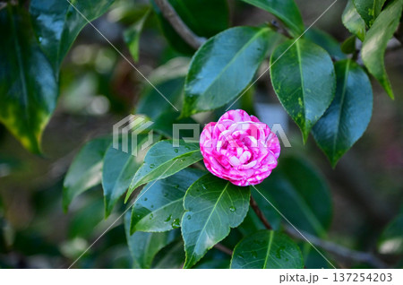 Pink and white Japanese camellia in garden with green leaves. Pink flowers in rural. Flower and plant. Pink and white Japanese camellia in garden with green leaves. Pink flowers in rural. Flower and plant. 137254203