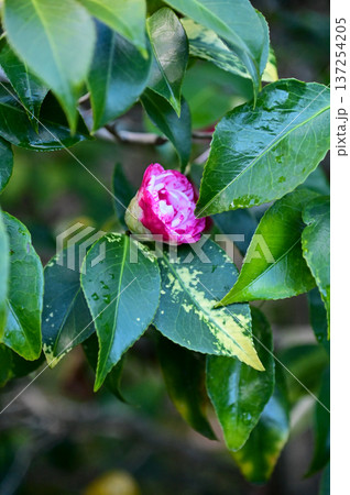 Pink and white Japanese camellia in garden with green leaves. Pink flowers in rural. Flower and plant. 137254205