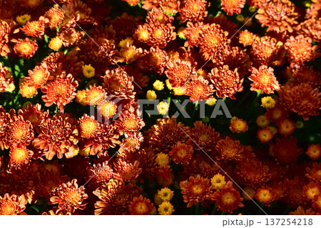 Close-up of chrysanthemums under the sunlight in the garden. Orange flowers in rural. Flower and plant. 137254218