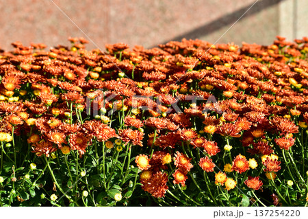 Close-up of chrysanthemums under the sunlight in the garden. Orange flowers in rural. Flower and plant. Close-up of chrysanthemums under the sunlight in the garden. Orange flowers in rural. Flower and plant. 137254220