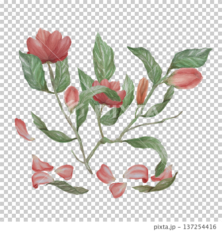 Watercolor illustration Wedding collection A tree branch with flowers and leaves PNG transparent background Hand drawing Vintage Watercolor illustration Wedding collection A tree branch with flowers and leaves PNG transparent background Hand drawing Vintage 137254416