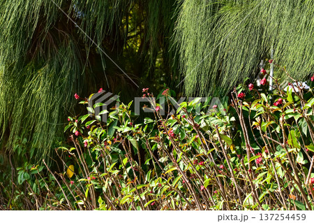 The view of the field of grass in outdoors. Beautiful view in rural, countryside. Rural scene. The view of the field of grass in outdoors. Beautiful view in rural, countryside. Rural scene. 137254459