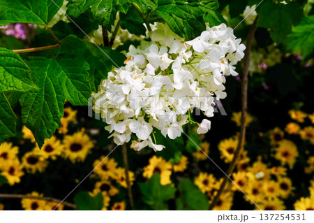 White hydrangea flower under sunlight in the garden. Oakleaf Hydrangea in the park. Beautiful flower background. Flower and plant. White hydrangea flower under sunlight in the garden. Oakleaf Hydrangea in the park. Beautiful flower background. Flower and plant. 137254531