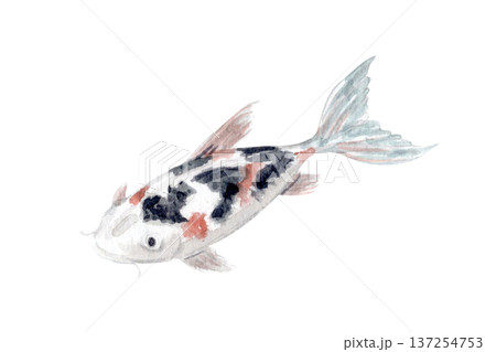 Hand painted watercolor koi carp with black and red markings isolated on white. Elegant oriental fish illustration in soft muted tones, ideal for Japanese art prints, zen decor and refined branding 137254753