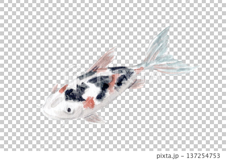 Hand painted watercolor koi carp with black and red markings isolated on white. Elegant oriental fish illustration in soft muted tones, ideal for Japanese art prints, zen decor and refined branding 137254753