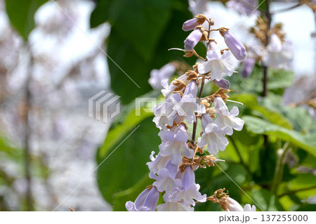 桐の花6 137255000