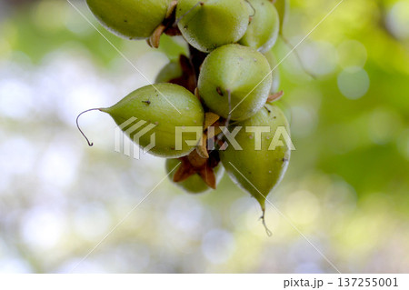 桐の実1 137255001