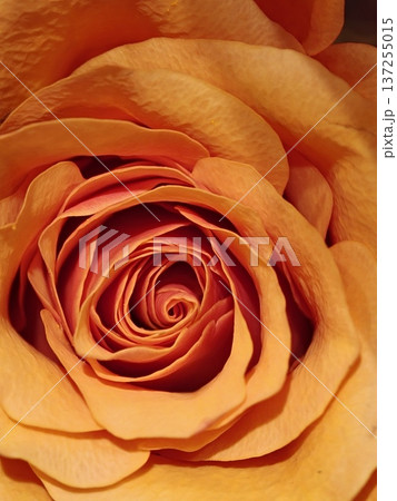 Peach Orange Rose Macro Close Up Swirl Floral Detail 137255015