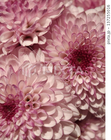 Pink Chrysanthemum Flowers Macro Close Up Floral Background 137255016