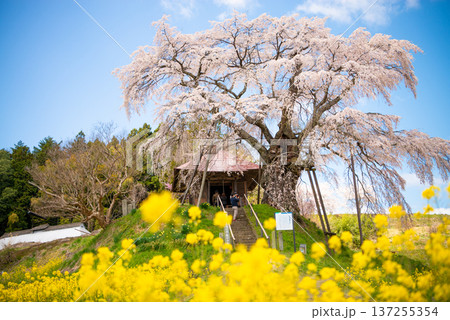 上石の不動桜　福島県郡山市 137255354