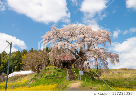 上石の不動桜 福島県郡山市 上石の不動桜 福島県郡山市 137255359