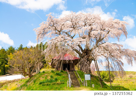 上石の不動桜 福島県郡山市 上石の不動桜 福島県郡山市 137255362