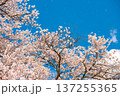 桜吹雪　福島県田村郡三春町 137255365