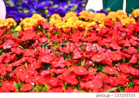 Close-up of red Dianthus flowers sea in the garden. Full of red flowers background. Beautiful flower background. Flower and plant. 137255535