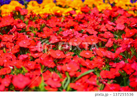 Close-up of red Dianthus flowers sea in the garden. Full of red flowers background. Beautiful flower background. Flower and plant. 137255536