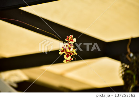Close-up of the Tolumnia orchid under the light. Yellow orchid flowers in indoors. Flower and plant. 137255562