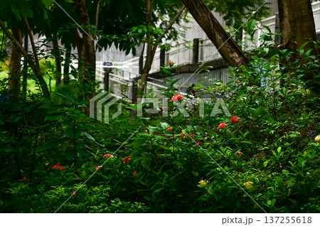 Chinese ixora in garden, public park with the green leaves. Red Chinese ixora in outdoors. Bright flower background. Flower and plant. Chinese ixora in garden, public park with the green leaves. Red Chinese ixora in outdoors. Bright flower background. Flower and plant. 137255618