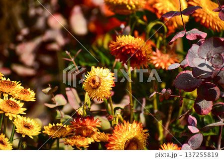 Close-up of strawflower in the garden. Yellow and orange strawflowers in outdoors. Bright flower background. Flower and plant. 137255819