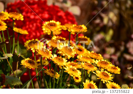 Close-up of strawflower in the garden. Yellow and orange strawflowers in outdoors. Bright flower background. Flower and plant. 137255822