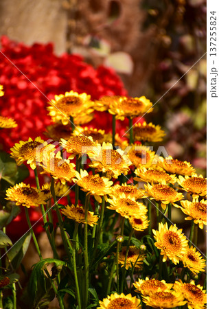 Close-up of strawflower in the garden. Yellow and orange strawflowers in outdoors. Bright flower background. Flower and plant. 137255824