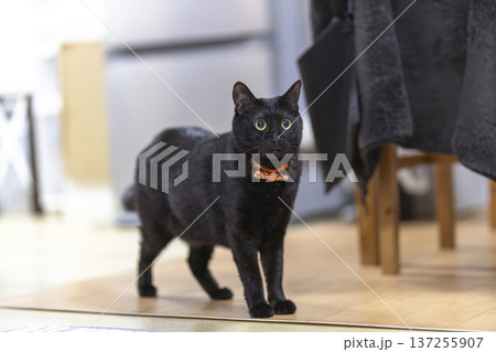 黒猫 黒猫 137255907