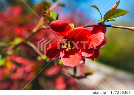 Vibrant red japanese quince or Chaenomeles japonica Blooming at the sun. The flowers are surrounded by the green leaves. Vibrant red japanese quince or Chaenomeles japonica Blooming at the sun. The flowers are surrounded by the green leaves. 137256367