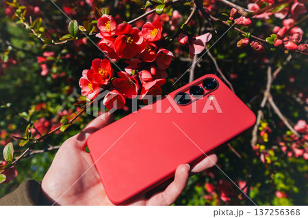 A hand holding a red smartphone near a red japanese quince blossoms. A hand holding a red smartphone near a red japanese quince blossoms. 137256368