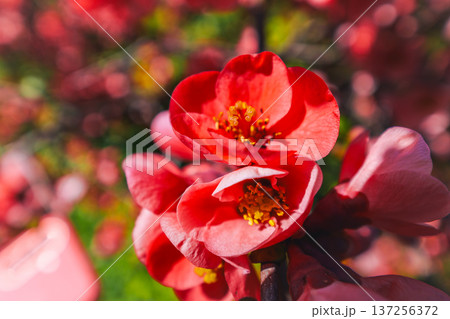 Vibrant red japanese quince or Chaenomeles japonica Blooming at the sun. The flowers are surrounded by the green leaves. Vibrant red japanese quince or Chaenomeles japonica Blooming at the sun. The flowers are surrounded by the green leaves. 137256372