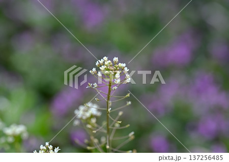 ぺんぺん草 ぺんぺん草 137256485