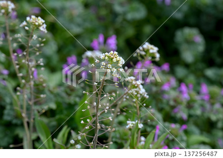 ぺんぺん草 ぺんぺん草 137256487