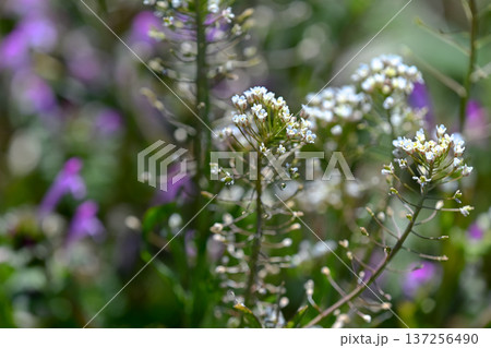 ぺんぺん草 ぺんぺん草 137256490