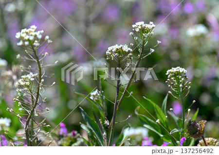 ぺんぺん草 ぺんぺん草 137256492