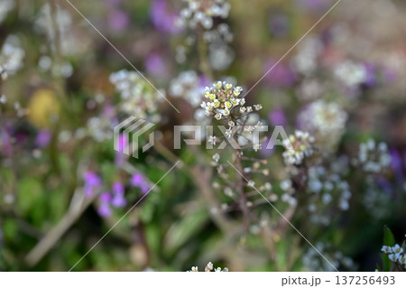 ぺんぺん草 137256493