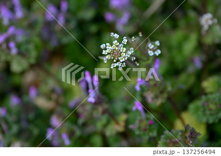 ぺんぺん草 137256494