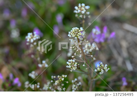 ぺんぺん草 137256495