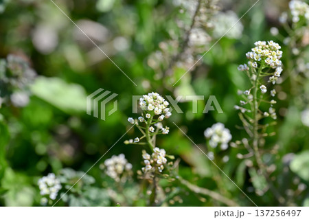 ぺんぺん草 ぺんぺん草 137256497