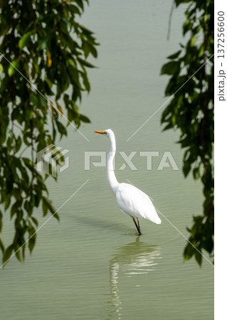 獲物を狙うダイサギ 137256600