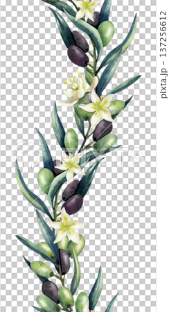 Watercolor olive branch vertical seamless border. Green and dark olives, lush leaves. Repeat pattern isolated from background. Illustration for kitchen textile, decoration, oil, cosmetics packaging 137256612