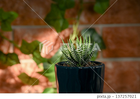 ハオルチア　ファスキアタ 137257021