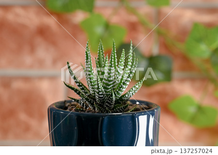 ハオルチア　ファスキアタ 137257024